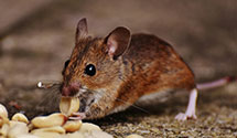 24 Hour & Emergency Exterminators in Welling, OK